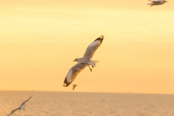 Möwen Fliegen Über Das Meer Wie Ein Flug Die Küste — Stockfoto