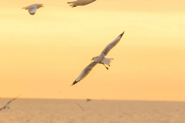 Möwen Fliegen Über Das Meer Wie Ein Flug Die Küste — Stockfoto