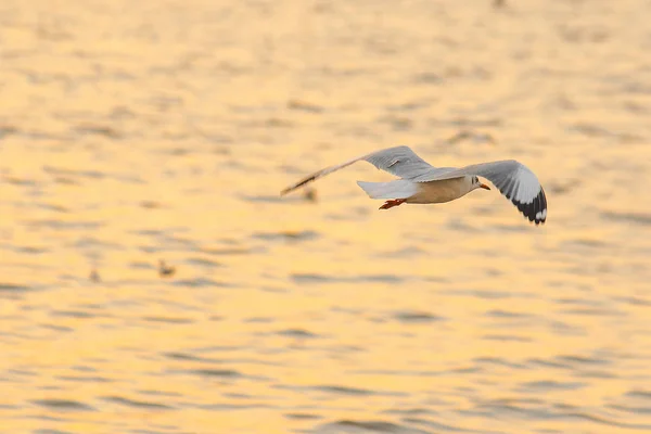 Gaivotas Voam Sobre Mar Como Voar Redor Costa Rio — Fotografia de Stock