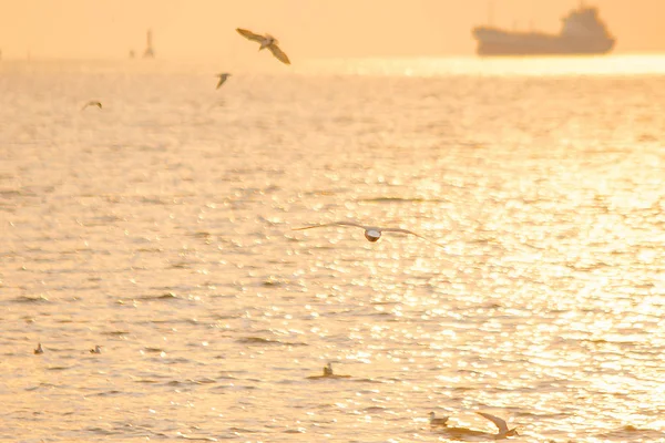 Möwen Fliegen Über Das Meer Wie Ein Flug Die Küste — Stockfoto