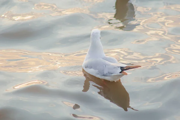 Чайки Находятся Воде Является Мужской Птицы Серым Белым Мехом — стоковое фото