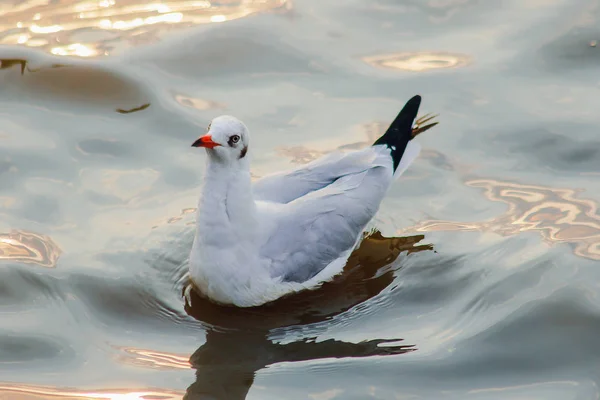 Seagulls Water Male Bird Gray White Fur — стоковое фото