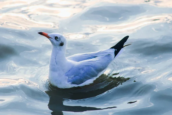 Las Gaviotas Están Agua Pájaro Macho Con Piel Gris Blanca —  Fotos de Stock