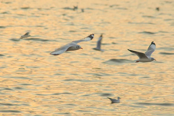 Gaivotas Voam Sobre Mar Como Voar Redor Costa Rio — Fotografia de Stock