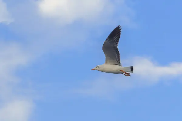 Gaivota Cabeça Castanha Voa Céu Que Migrou Para Escapar Frio — Fotografia de Stock