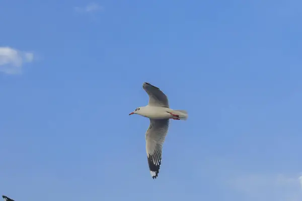 Brown Headed Gull Flying Sky Migrated Escape Cold Afar — Stock Photo, Image