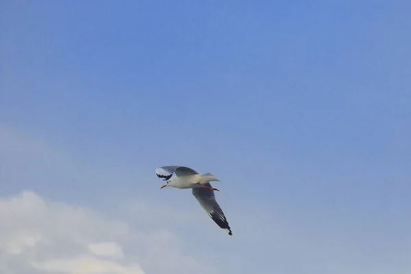 Gabbiano Dalla Testa Marrone Vola Nel Cielo Che Migrato Sfuggire — Foto Stock