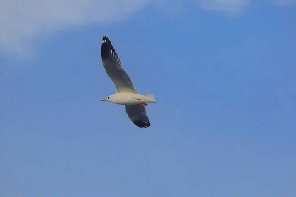 Gaivota Cabeça Castanha Voa Céu Que Migrou Para Escapar Frio — Fotografia de Stock