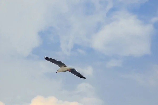 Brown Headed Gull Flying Sky Migrated Escape Cold Afar — Stock Photo, Image