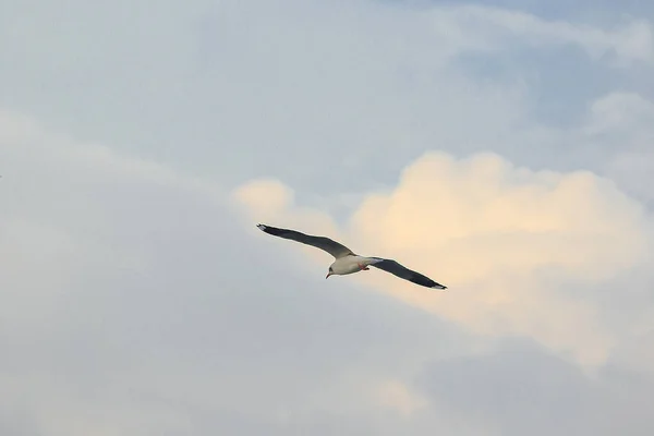 Gaviota Cabezota Vuela Cielo Que Emigró Para Escapar Del Frío — Foto de Stock