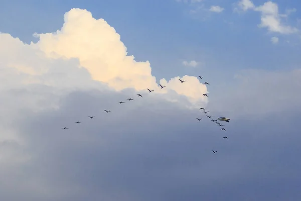 Petit Cormoran Volant Dans Ciel Cette Espèce Oiseaux Vit Souvent — Photo