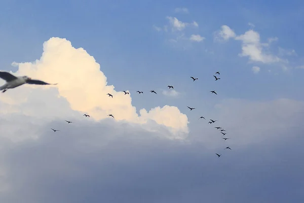 Pequeño Cormorán Volando Cielo Esta Especie Aves Menudo Viven Bandadas — Foto de Stock