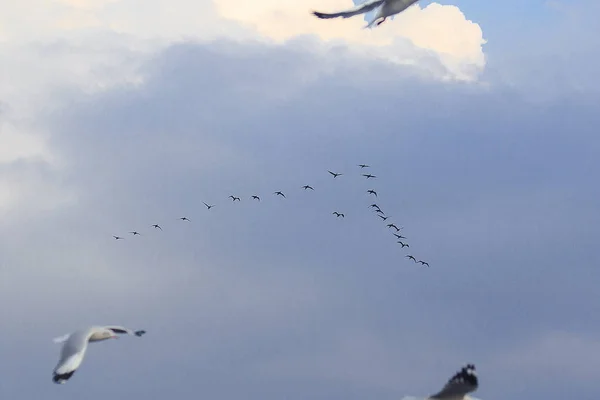 Małe Kormoran Pływające Skythis Gatunków Ptaków Często Żyją Stadach — Zdjęcie stockowe