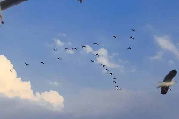 在天空中飞翔的小这种鸟类经常生活在羊群中 — 图库照片