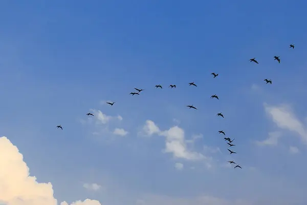 Petit Cormoran Volant Dans Ciel Cette Espèce Oiseaux Vit Souvent — Photo