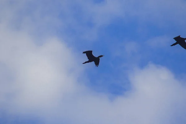 Petit Cormoran Volant Dans Ciel Cette Espèce Oiseaux Vit Souvent — Photo