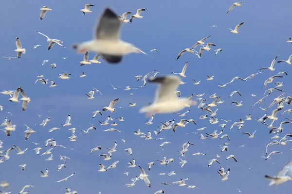 Kahverengi başlı martı uzaktan soğuk kaçmak için göç gökyüzünde uçuyor