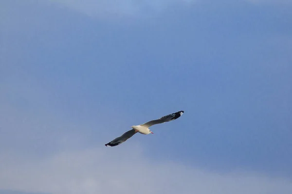 Gaviota Cabezota Vuela Cielo Que Emigró Para Escapar Del Frío — Foto de Stock