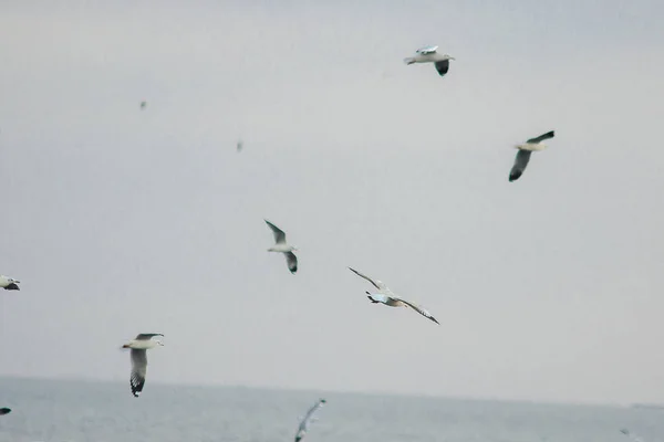 海鸥在海面上飞翔 就像在海岸或河流中飞行 — 图库照片