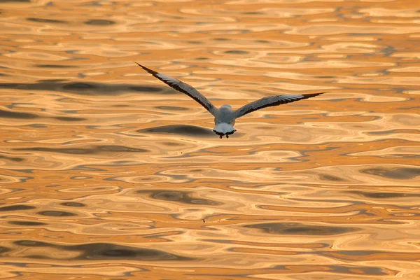 Meeuwen Vliegen Zee Als Het Vliegen Rond Kust Rivier — Stockfoto