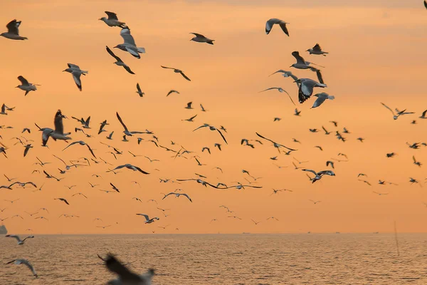 Silhouette Mouettes Volant Avec Coucher Soleil — Photo