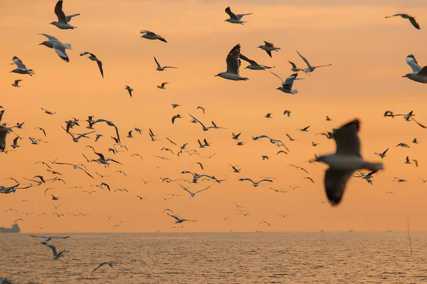 Silhouette Seagulls Flying Sunset — Stock Photo, Image