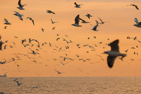 Silhouette Mouettes Volant Avec Coucher Soleil — Photo