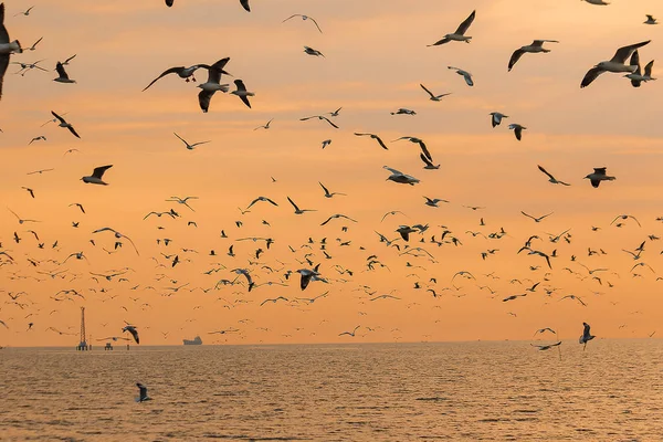 Silhouette Mouettes Volant Avec Coucher Soleil — Photo