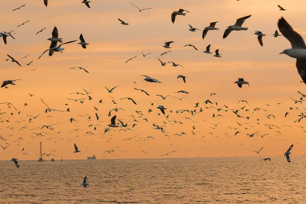 Silhouette Mouettes Volant Avec Coucher Soleil — Photo