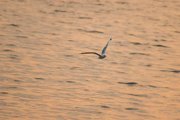 Pescăruşii Zboară Deasupra Mării Zborul Jurul Coastei Sau Râului — Fotografie, imagine de stoc