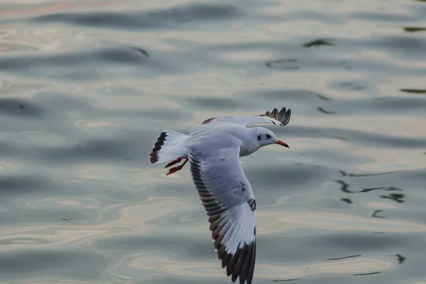 Seagulls Flying Sea Flying Coast River — Stock Photo, Image