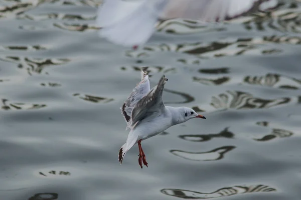 Les Mouettes Survolent Mer Comme Voler Autour Côte Fleuve — Photo