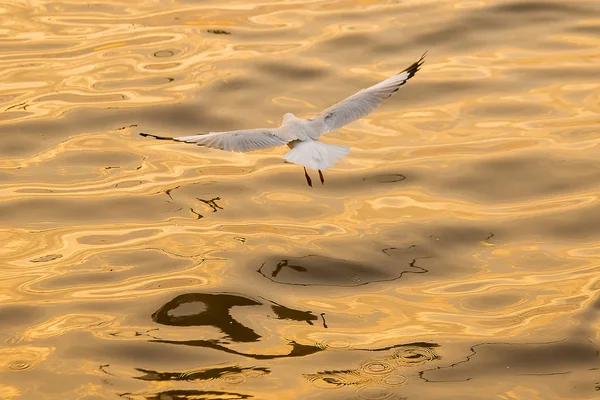 Meeuwen Vliegen Zee Als Het Vliegen Rond Kust Rivier — Stockfoto