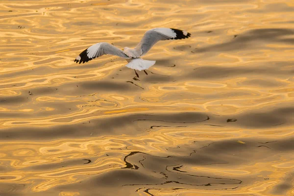 Gabbiani Stanno Sorvolando Mare Come Volare Intorno Alla Costa Fiume — Foto Stock