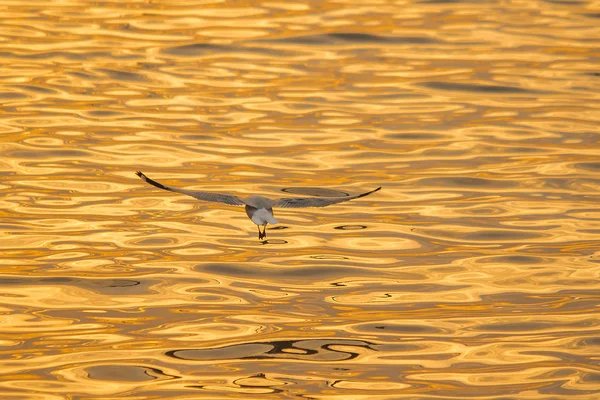 Les Mouettes Survolent Mer Comme Voler Autour Côte Fleuve — Photo