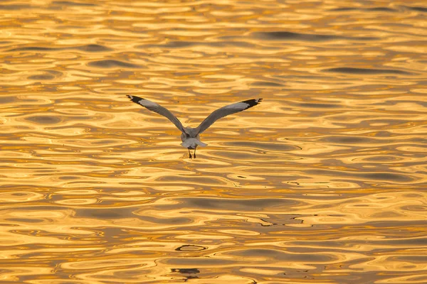 Les Mouettes Survolent Mer Comme Voler Autour Côte Fleuve — Photo