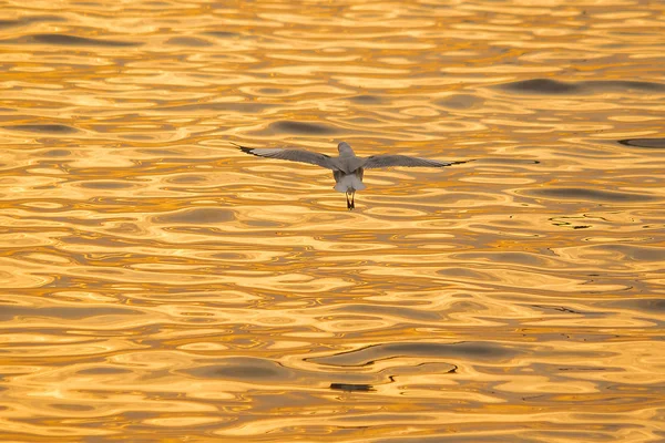 Las Gaviotas Vuelan Sobre Mar Como Volar Alrededor Costa Río — Foto de Stock