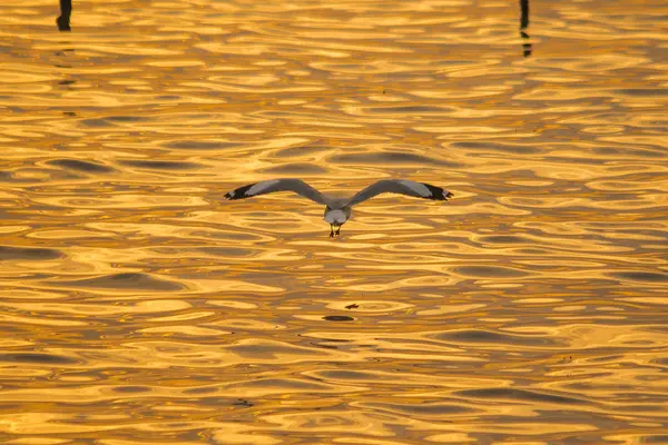 海鸥在海面上飞翔 就像在海岸或河流中飞行 — 图库照片