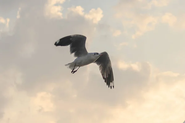 Καστανομάτης Γλάρος Πετάει Στον Ουρανό Που Μετανάστευσε Για Δραπετεύσει Από — Φωτογραφία Αρχείου