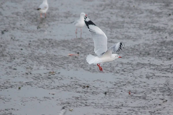 Seagulls Flying Sea Flying Coast River — Stock Photo, Image