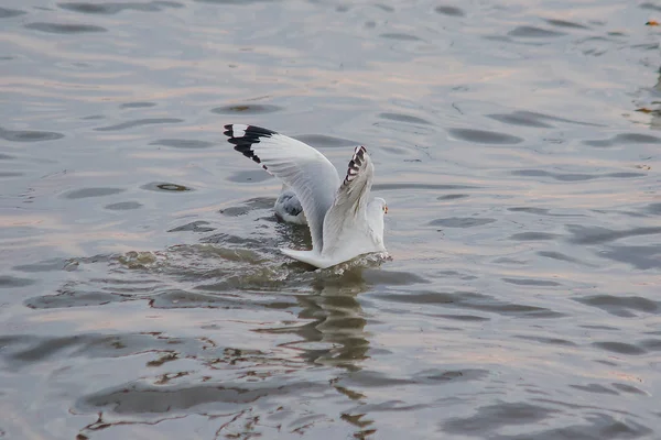 Las Gaviotas Están Agua Pájaro Macho Con Piel Gris Blanca — Foto de Stock