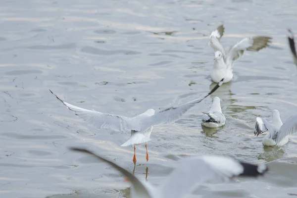 Seagulls Flying Sea Flying Coast River — Stock Photo, Image