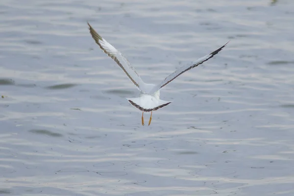 Meeuwen Vliegen Zee Als Het Vliegen Rond Kust Rivier — Stockfoto