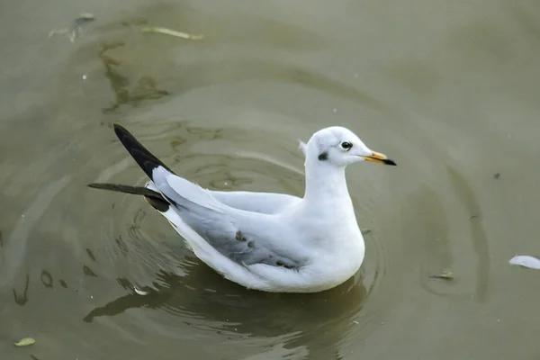 Gaivotas Estão Águaé Pássaro Macho Com Pêlo Cinza Branco — Fotografia de Stock