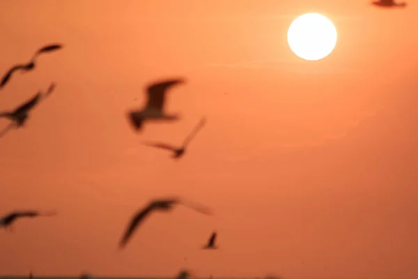 Silhouette Von Möwen Die Mit Dem Sonnenuntergang Fliegen — Stockfoto