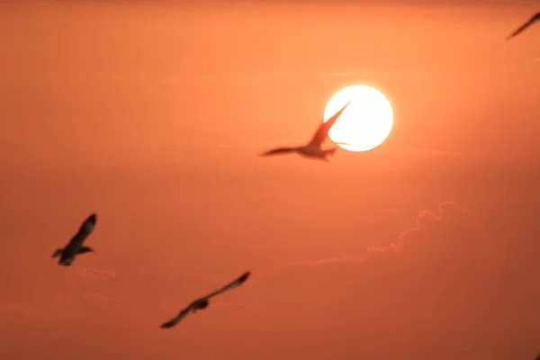 Siluett Måsar Som Flyger Med Solnedgången — Stockfoto