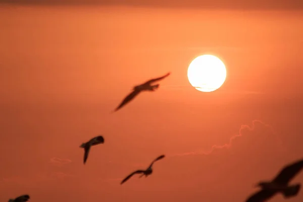 Silhouette Von Möwen Die Mit Dem Sonnenuntergang Fliegen — Stockfoto