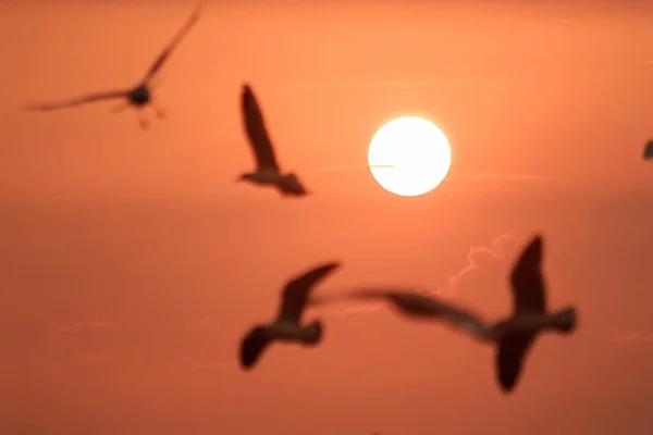 Günbatımı Ile Uçan Martılar Silüeti — Stok fotoğraf