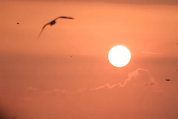 Silhouette Von Möwen Die Mit Dem Sonnenuntergang Fliegen — Stockfoto