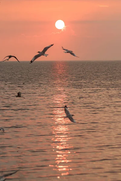 Silhouette Seagulls Flying Sunset — Stock Photo, Image
